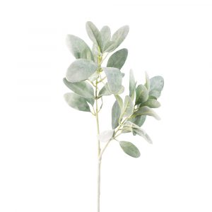 Lambs Ear Stem