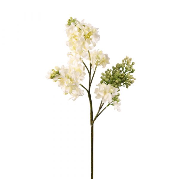White Lilac Stem